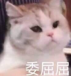 天塌了,回坑后发现组队用的小号没了截图