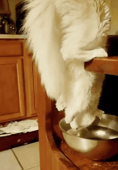 这是喝水小猫，看到它的人要立刻去喝水截图