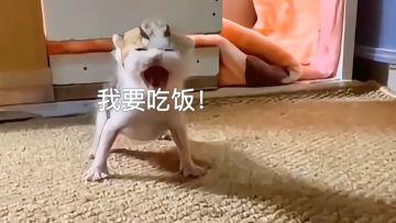 扩地材料好少，我用博士和其他的能换吗