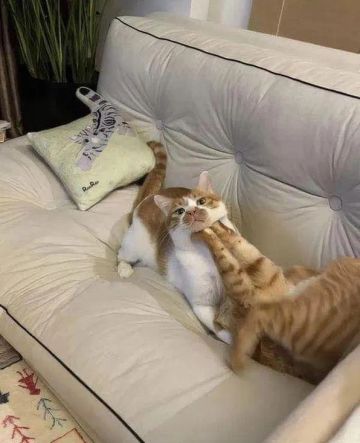 牢玩家的游戏攻略3.2 月升战甲