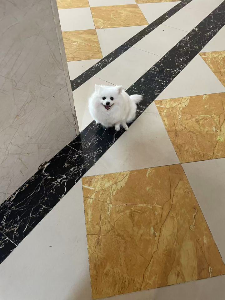 看小肥狗子截图