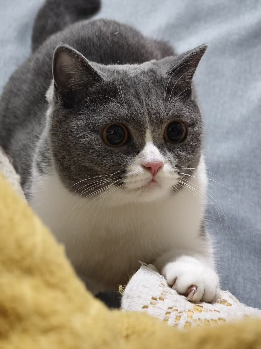 分享几张猫片给大家欢乐一下 2