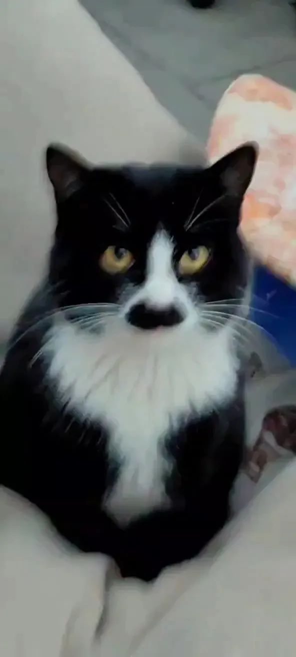 八嘎猫 2