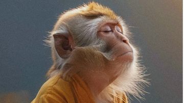 进化开局的思路(吐槽向)