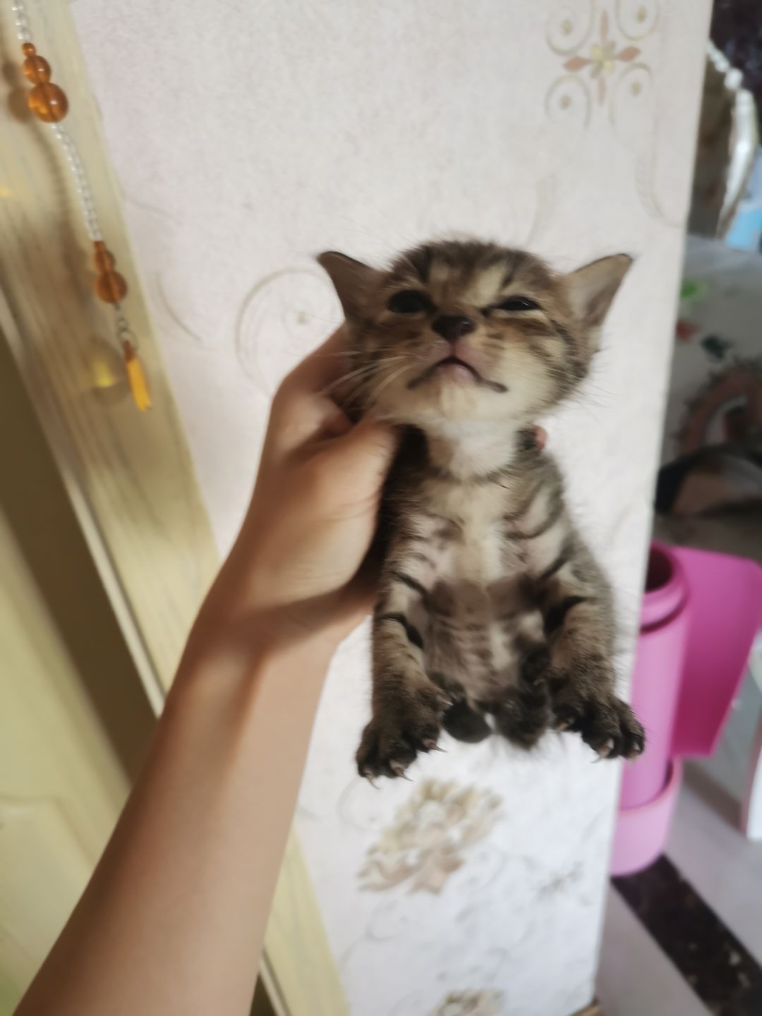 捡到的小猫 1