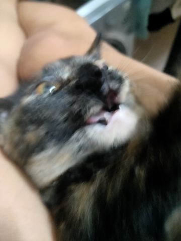 ‘后巷牙’狼人皮肤登场！