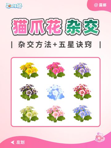 动物新邻 猫爪花 杂交公式 摆放 五星攻略