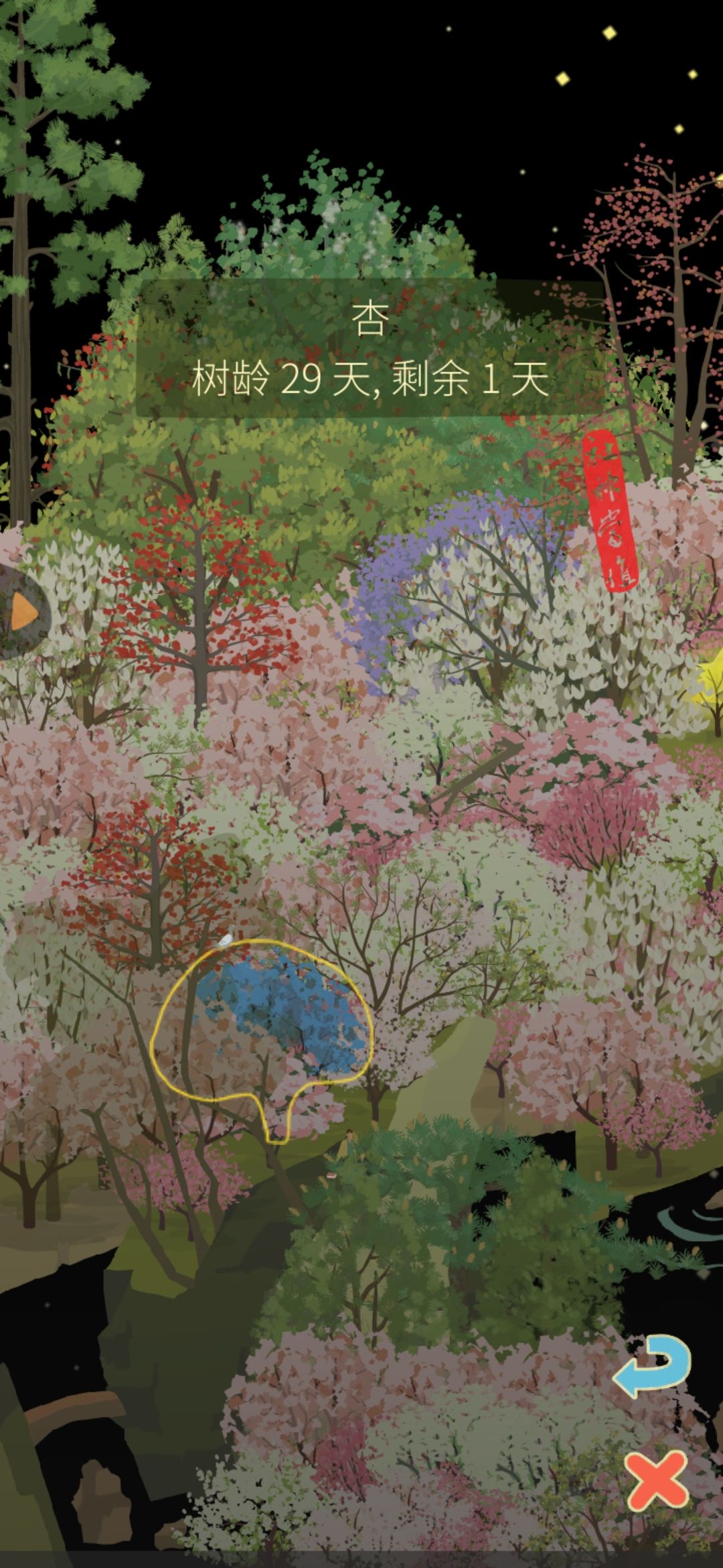 我也来晒“蓝花楹” 2