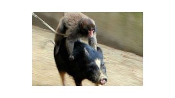 提几个小小的建议，主要是鼓励，没有抨击的意思。