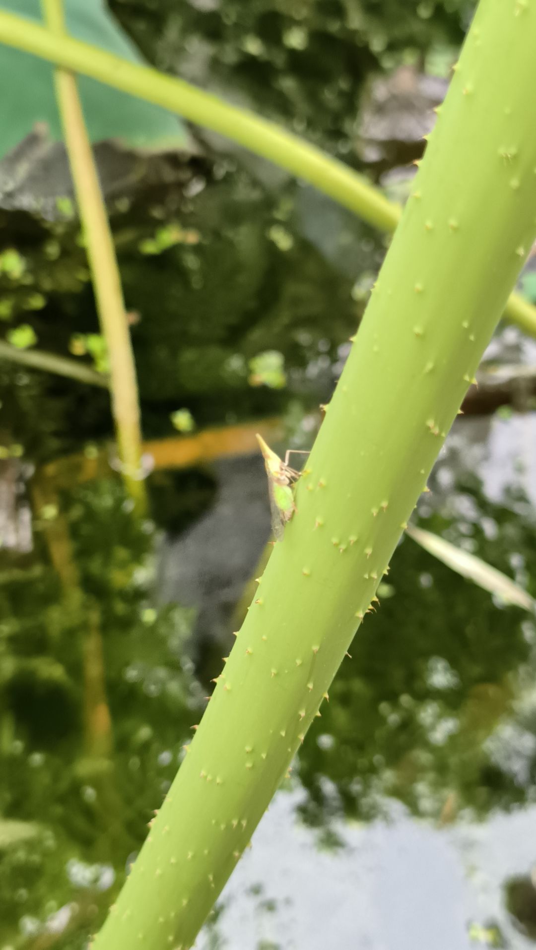 ⚠昆虫警告 2
