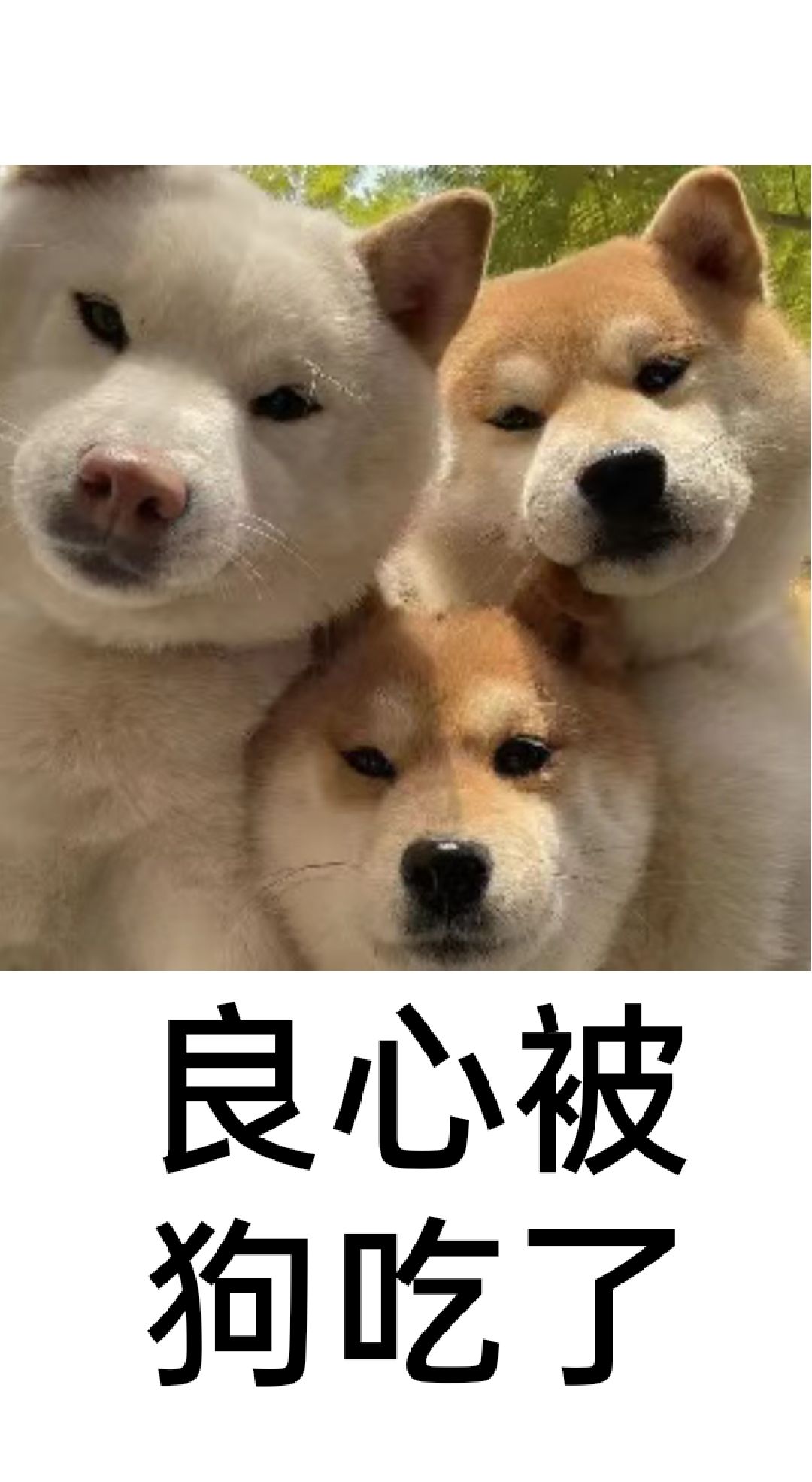 闪耀优俊少女:面对感谢,我有点受之有愧。 9