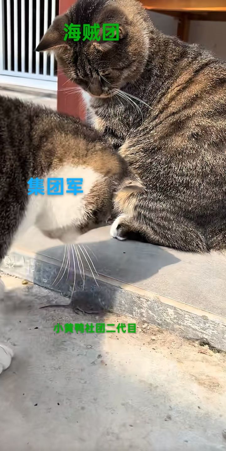 某可达鸭截图