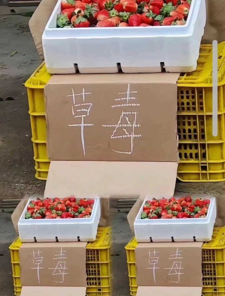 鲨鱼妹快来截图
