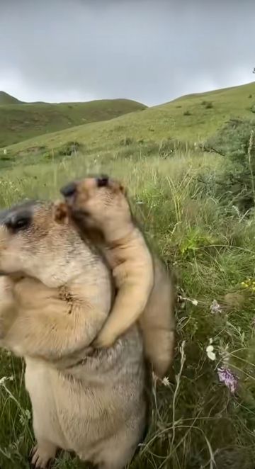 潮汐步枪架枪时机，仅供参考