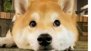 低攻高血猎杀鬣狗打法（无白狼）