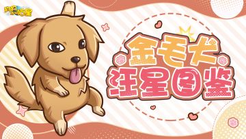 汪星图鉴丨金毛犬