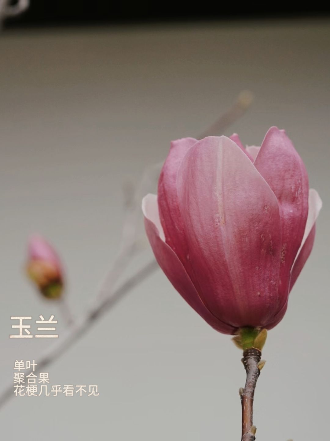 春季活动🌸妙手拍花 2