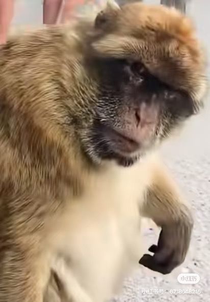 感觉官方在憋波大的 2