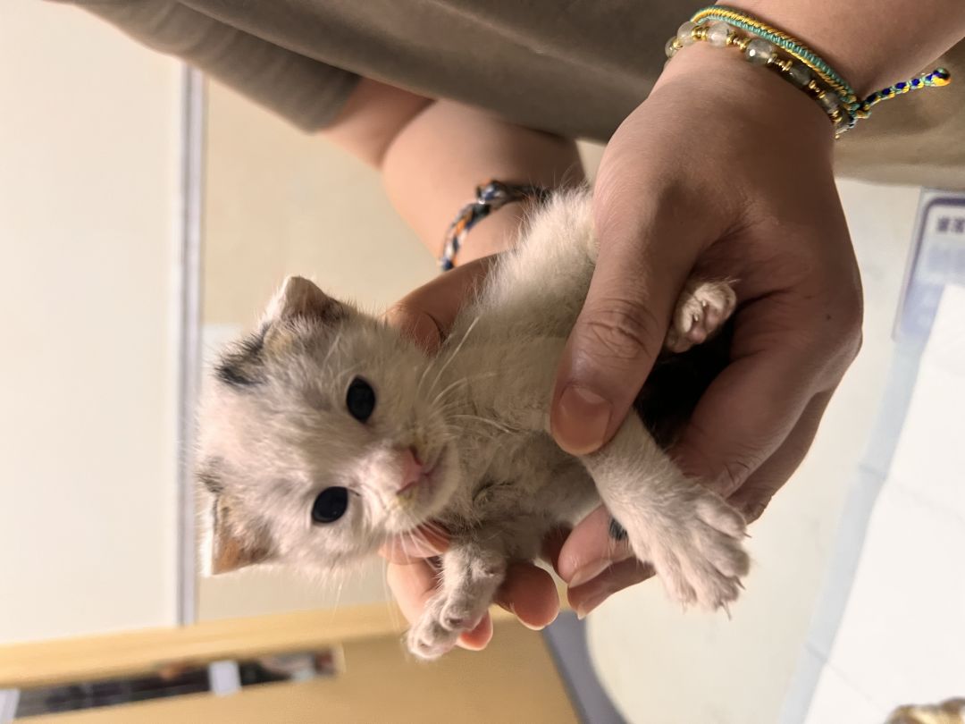 上海普陀一个月大奶猫弟弟找领养 1