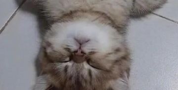 关于9.17版本卡顿、ios更新和后续安排的公告