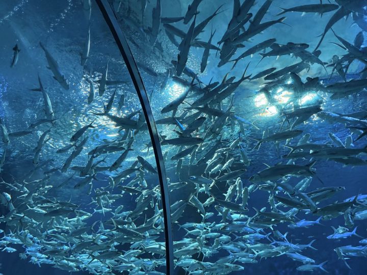 我想跟普罗米去水族馆截图