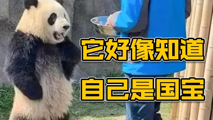 三国史无前例的角色大变身,三国萌兽来袭截图
