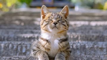 既然这个游戏的玩家交互只在论坛和群聊，有兴趣的不妨来探讨一下