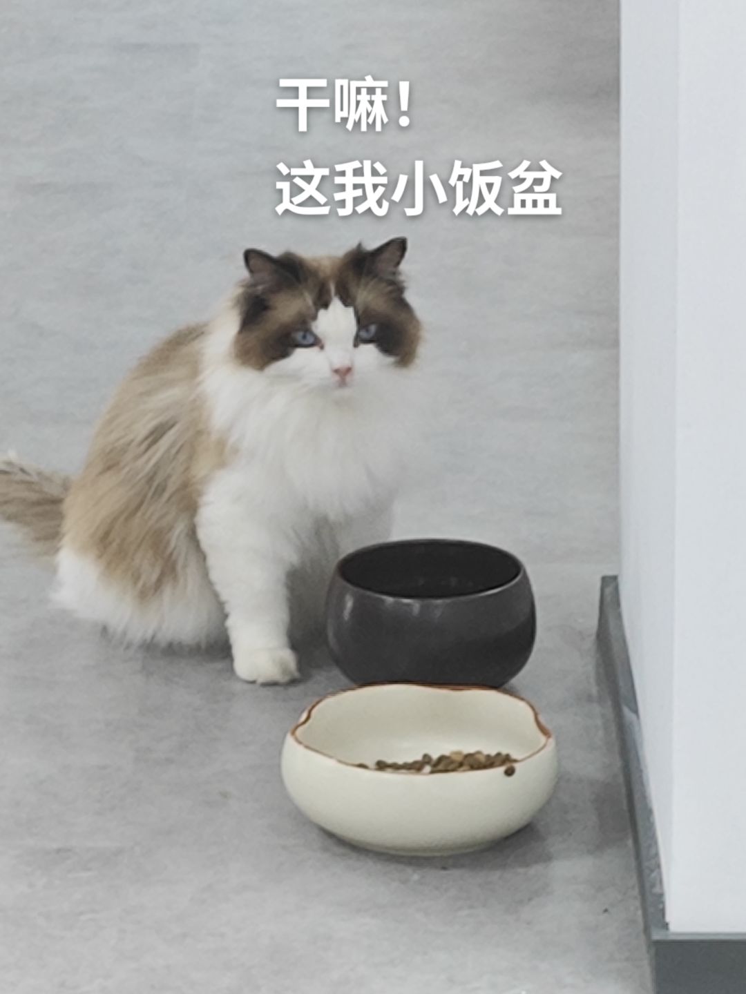 这游戏是不是凉了呢?我好几天没更新了 1