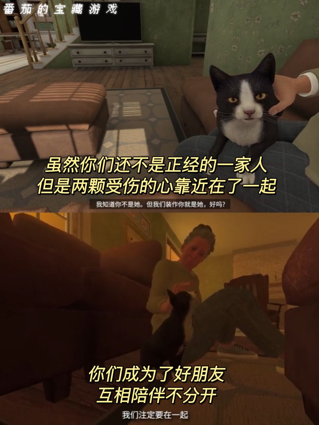 这个猫和老太太的故事太好哭了😭 3