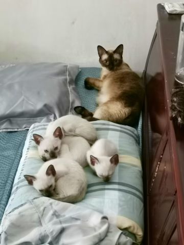 250等级版本 随从推荐