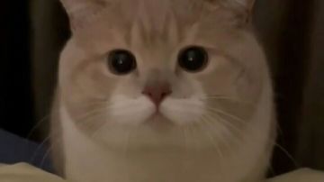 当前版本主流魂兽解析3.31