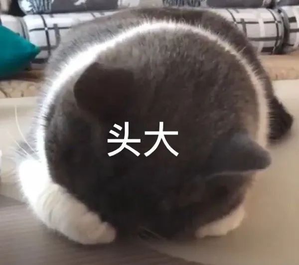 动态图片 6
