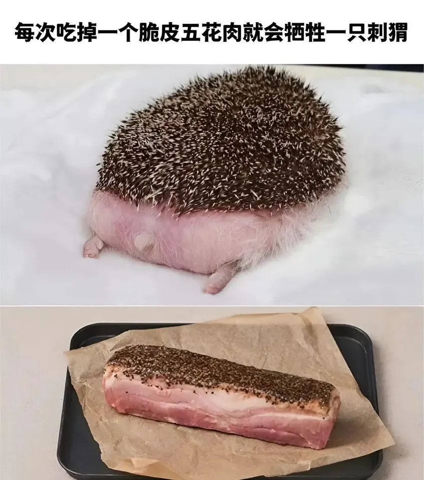 今日份梗图分享 3