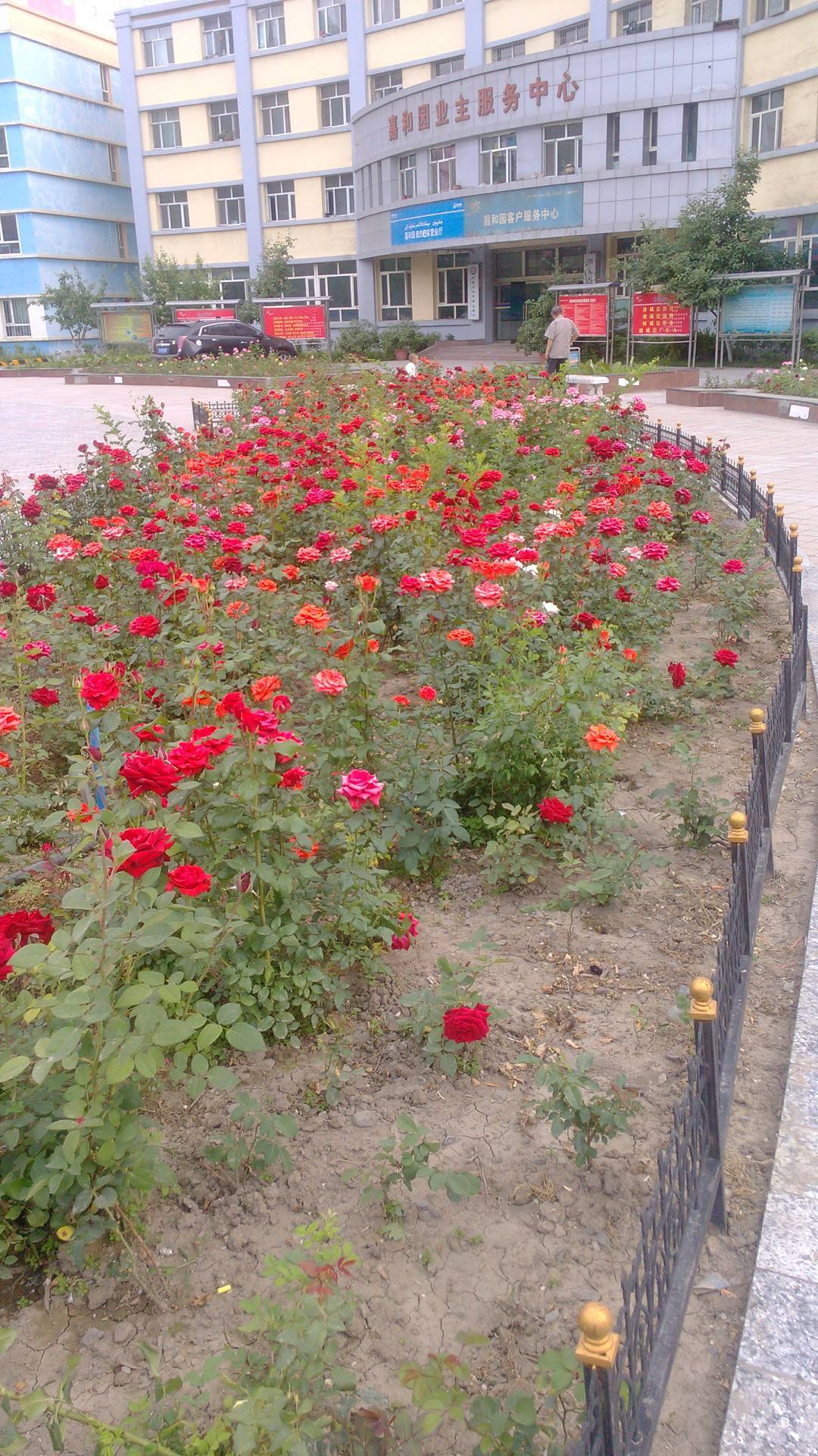 2013年6月5日幼儿园附近的花一大片花海 2