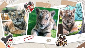 胡小为出道啦！