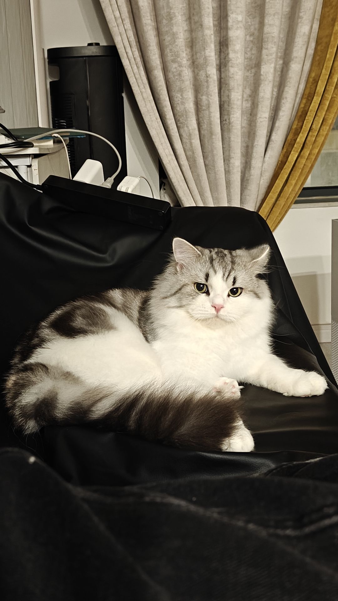 我家猫也爱看 2