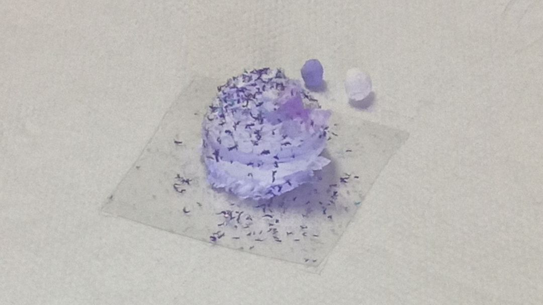紫罗兰恋🦋 2