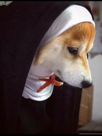 未来视角的开服角色全解析（配队+节奏榜）