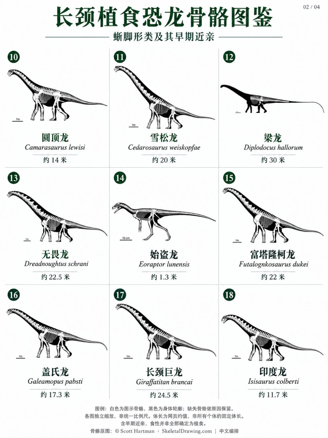 长颈植食恐龙骨骼图鉴,你认得几个? 2