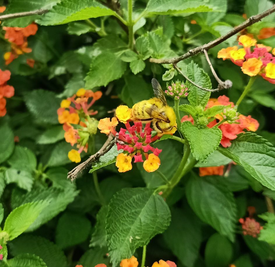 夏日活动⚠️昆虫警告【种类有点多标题写不下】 6