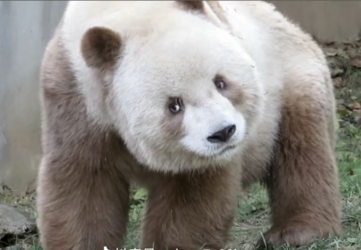 千万别全体回档啊截图