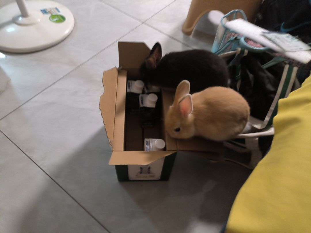 我家的小兔兔 3
