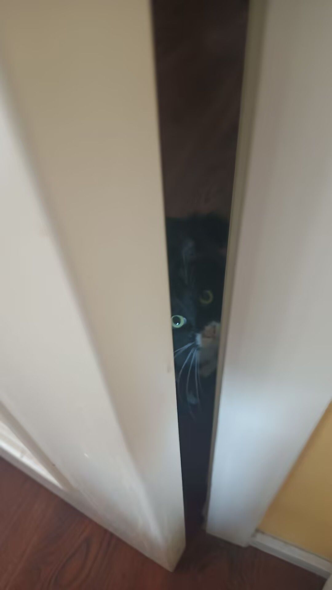 猫，你也是工作人员？截图