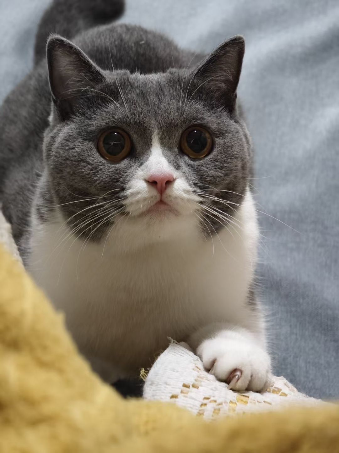 分享几张猫片给大家欢乐一下 1