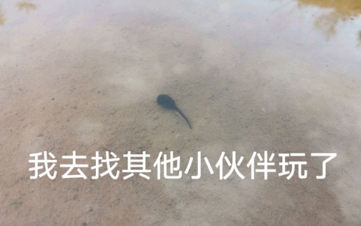 我去找其他小伙伴玩截图
