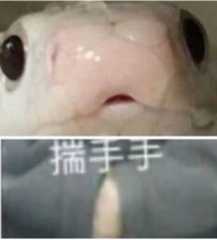 d个固玩 1