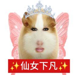 动态图片 2