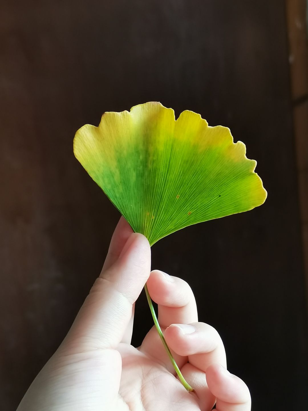 动态图片 3