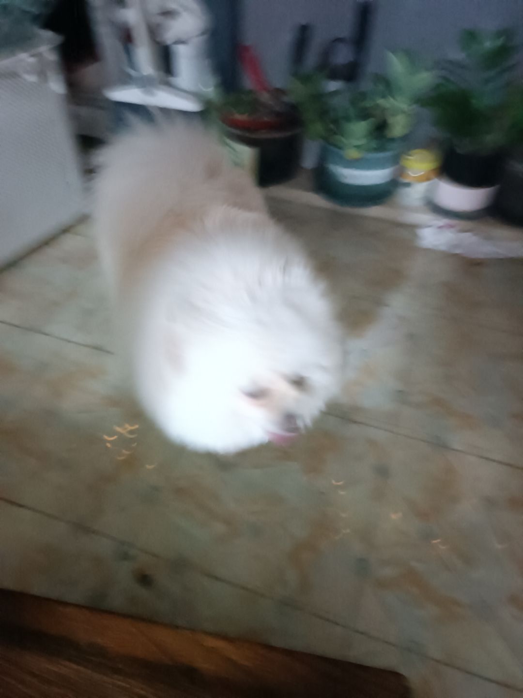 快出啊 1