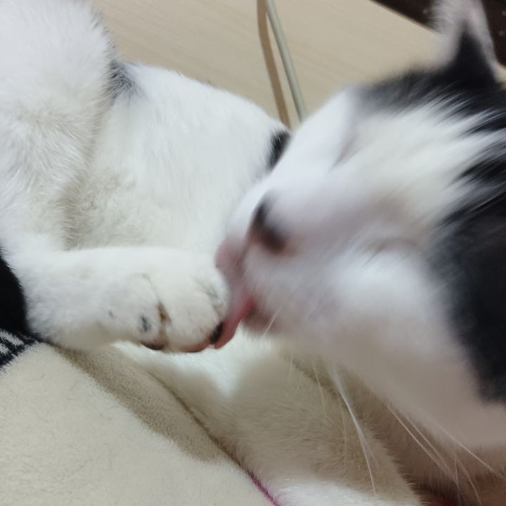 本次更新最鸡肋的功能：截图